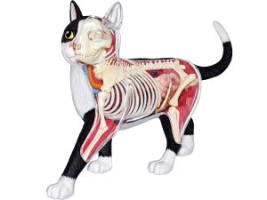 4D Kat Model, 28-delig, 28,5 cm