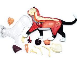 4D Kat Model, 28-delig, 28,5 cm