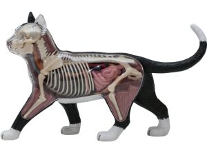 4D Kat Model, 28-delig, 28,5 cm