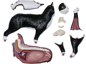 4D Kat Model, 28-delig, 28,5 cm
