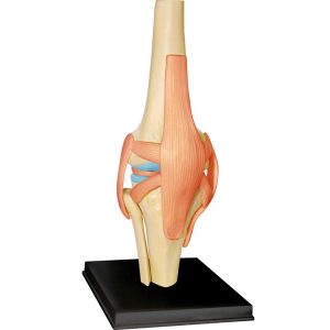 4D Knie Model, 23-delig, 16 cm