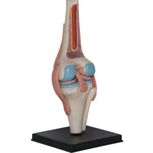 4D Knie Model, 23-delig, 16 cm