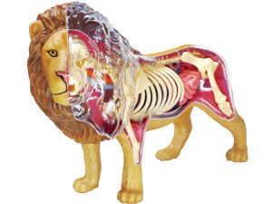 4D Leeuw Model, 29-delig, 30 cm