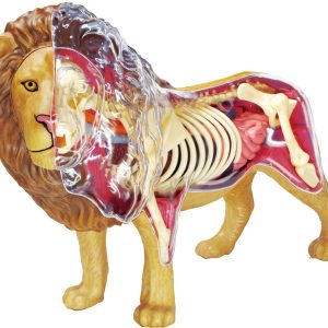 4D Leeuw Model, 29-delig, 30 cm