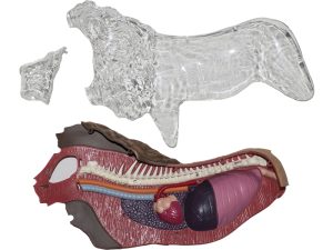 4D Leeuw Model, 29-delig, 30 cm