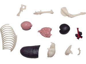 4D Leeuw Model, 29-delig, 30 cm