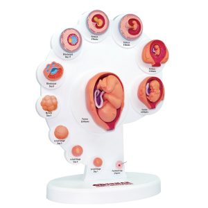 4D Ontwikkeling Embryo Model, 21-delig, 28 cm