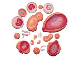 4D Ontwikkeling Embryo Model, 21-delig, 28 cm