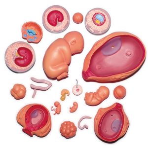 4D Ontwikkeling Embryo Model, 21-delig, 28 cm