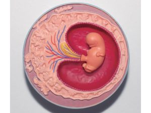 4D Ontwikkeling Embryo Model, 21-delig, 28 cm