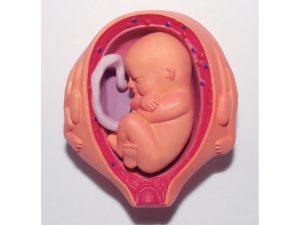 4D Ontwikkeling Embryo Model, 21-delig, 28 cm