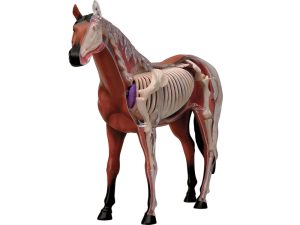 4D Paard Model, 26-delig, 18,5 cm