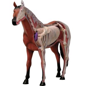 4D Paard Model, 26-delig, 18,5 cm