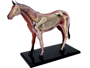4D Paard Model, 26-delig, 18,5 cm