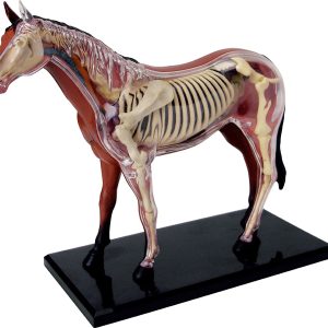 4D Paard Model, 26-delig, 18,5 cm