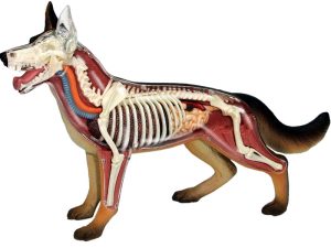 4D Hond Model, 29-delig, 17cm