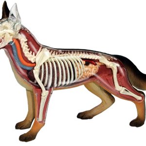 4D Hond Model, 29-delig, 17cm