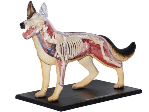 4D Hond Model, 29-delig, 17cm
