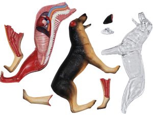 4D Hond Model, 29-delig, 17cm