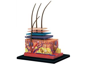 4D Huid Model, 19-delig, 19 cm