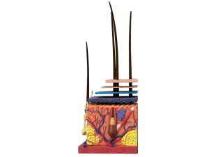 4D Huid Model, 19-delig, 19 cm