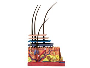 4D Huid Model, 19-delig, 19 cm