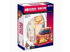 4D Huid Model, 19-delig, 19 cm