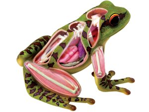 4D Kikker Model, 31-delig, 17 cm