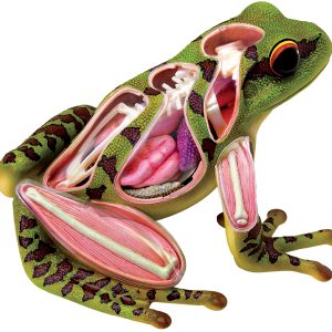 4D Kikker Model, 31-delig, 17 cm