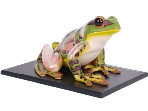 4D Kikker Model, 31-delig, 17 cm