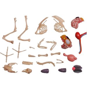 4D Kip Model, 30-delig, 16 cm