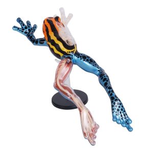4D Pijlgifkikker Model, 17-delig, 25 cm