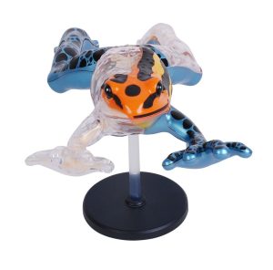 4D Pijlgifkikker Model, 17-delig, 25 cm