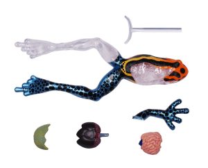 4D Pijlgifkikker Model, 17-delig, 25 cm