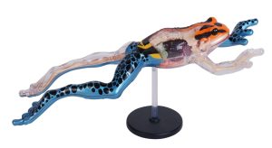 4D Pijlgifkikker Model, 17-delig, 25 cm