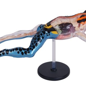 4D Pijlgifkikker Model, 17-delig, 25 cm