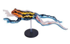 4D Pijlgifkikker Model, 17-delig, 25 cm