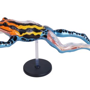 4D Pijlgifkikker Model, 17-delig, 25 cm