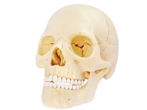4D Schedel Model, 17-delig, 15 cm