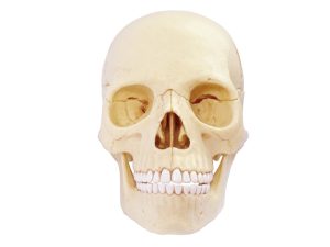 4D Schedel Model, 17-delig, 15 cm