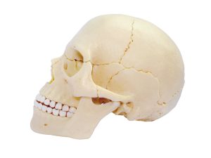 4D Schedel Model, 17-delig, 15 cm