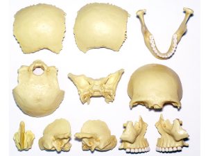 4D Schedel Model, 17-delig, 15 cm
