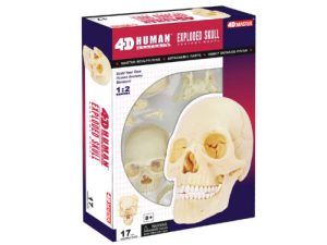 4D Schedel Model, 17-delig, 15 cm