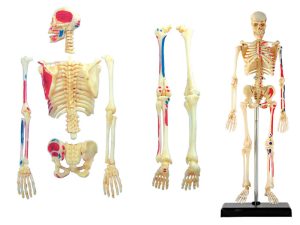 4D Skelet Model, 46-delig, 19 cm