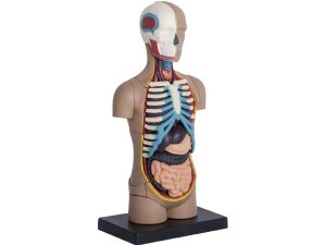 4D Torso Model, 32-delig, 12 cm
