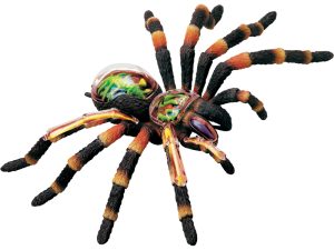 4D Vogelspin Model, 33-delig, 21 cm