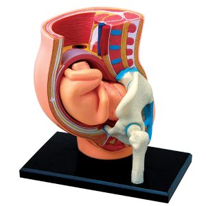 4D Zwangerschap Model, 27-delig, 10 cm