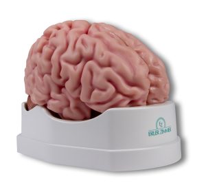Anatomisch Model Hersenen, 5-delig