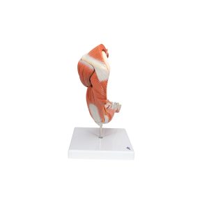 Arm, spiermodel, 6 delig