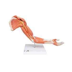 Arm, spiermodel, 6 delig